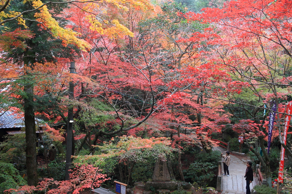 晩秋の錦