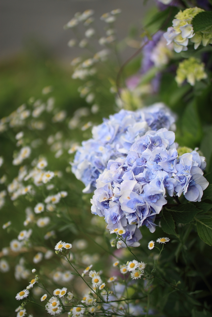 野の紫陽花