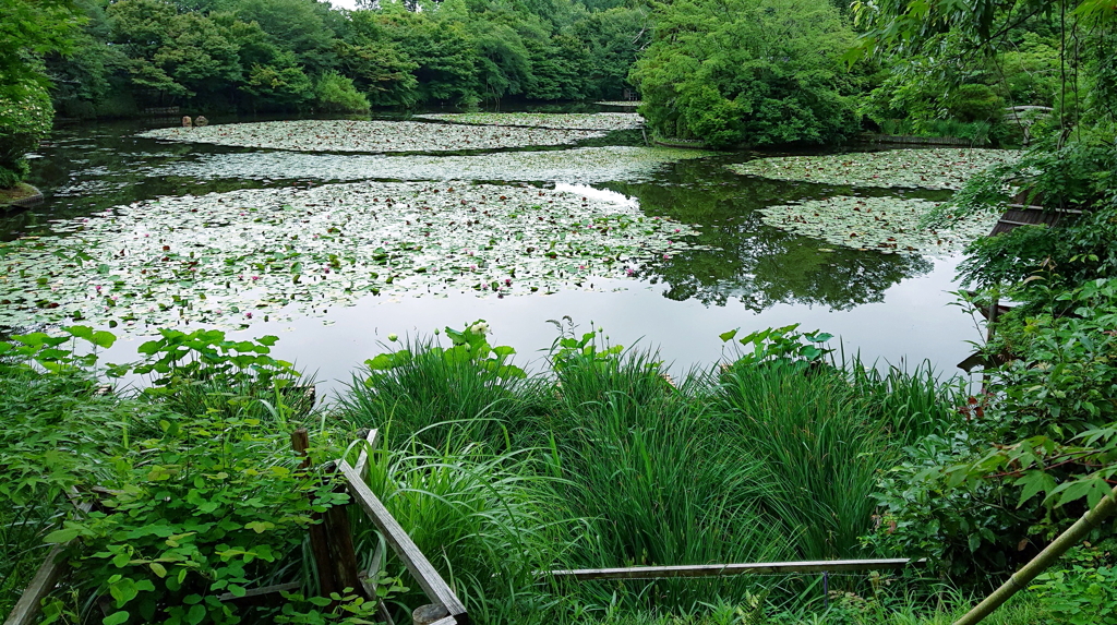鏡容池