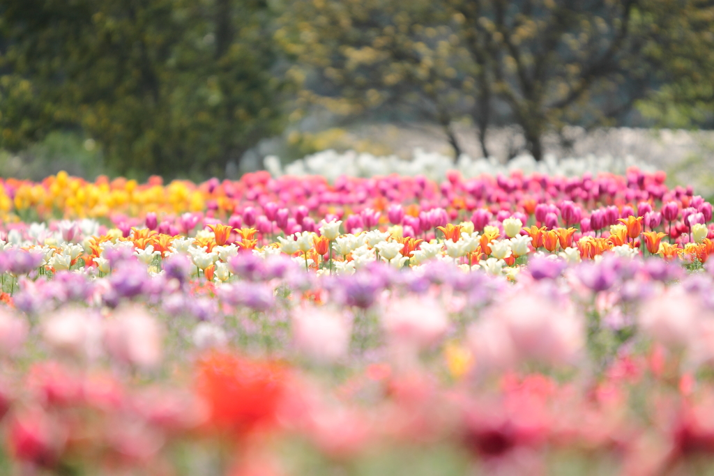 七色の花畑