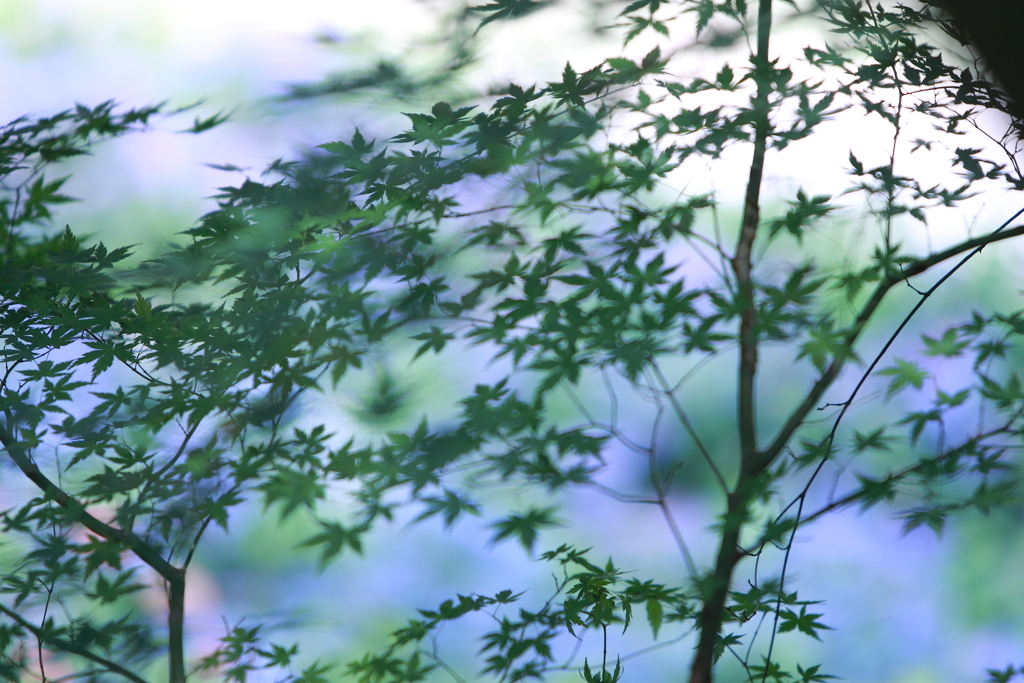 青紅葉と紫陽花