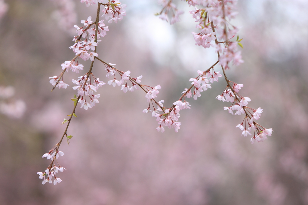 桜の思い出