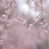 桜の思い出