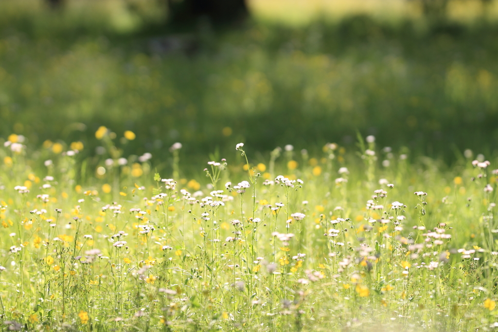 野原の花畑