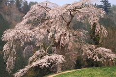 与一野桜