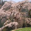 与一野桜