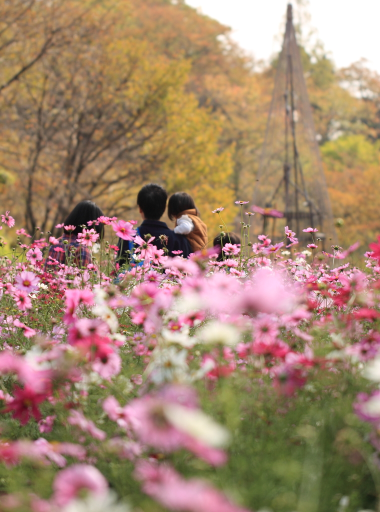 秋桜ファミリー♡