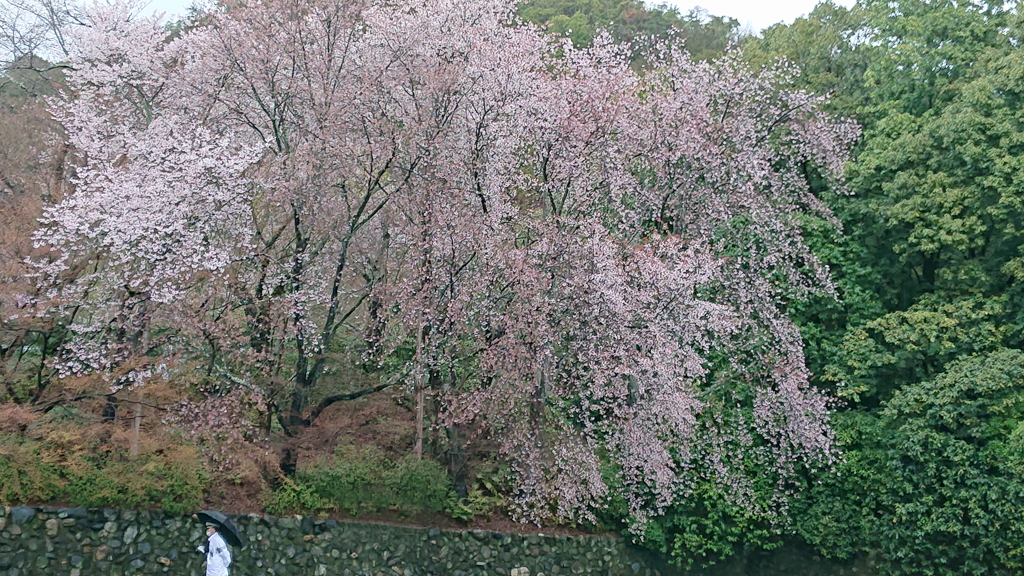 桜に誘われて