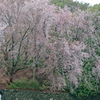 桜に誘われて
