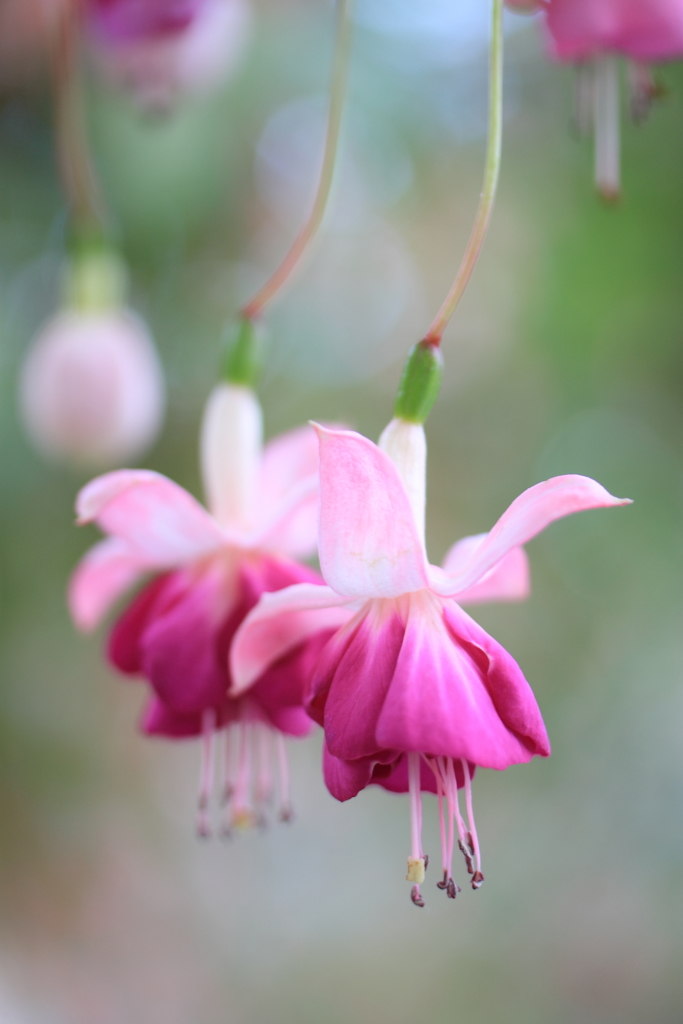 花衣