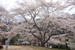 花の下