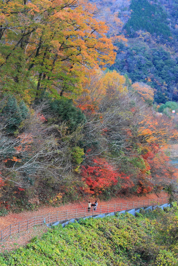 奥山の遊歩道