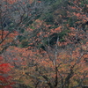 晩秋