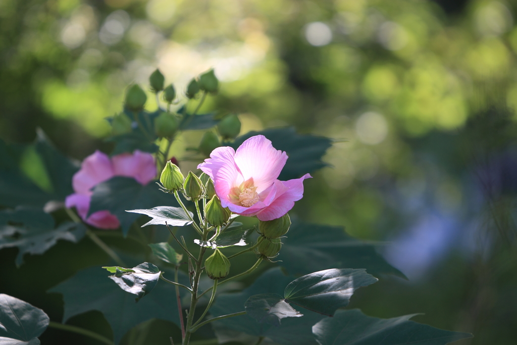 芙蓉咲く朝