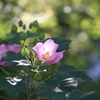 芙蓉咲く朝