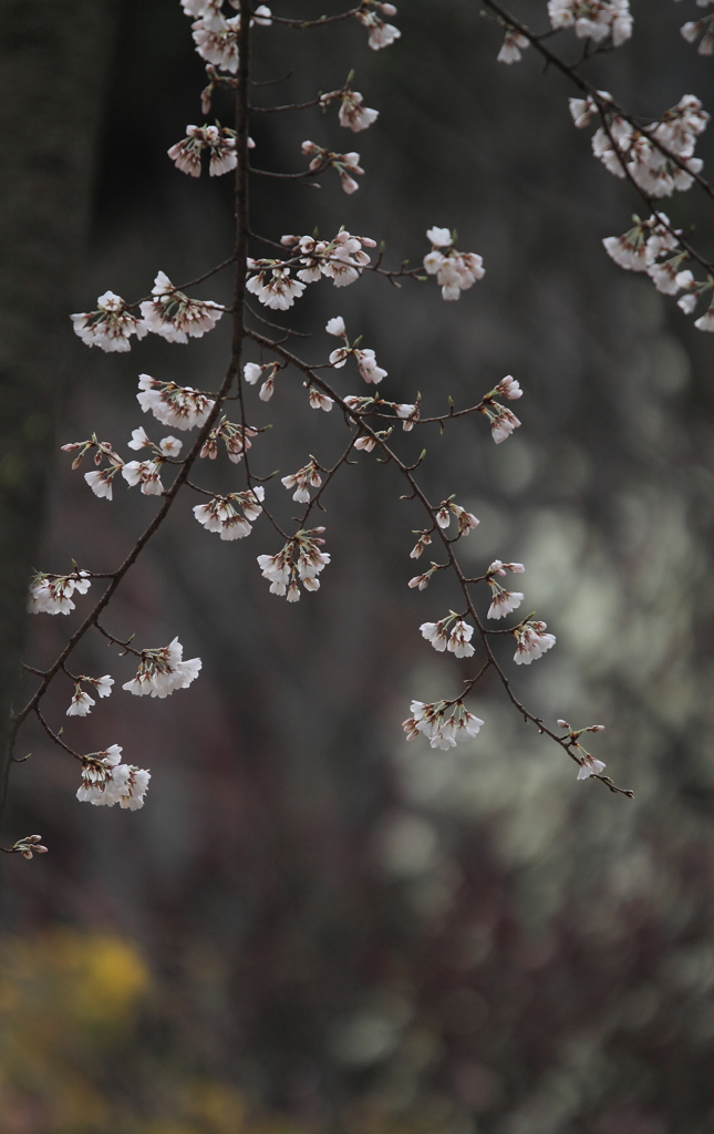 桜月