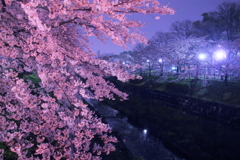 夜の山崎川