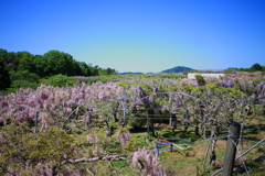 山の藤園