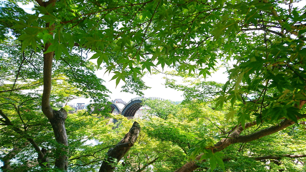 錦帯橋　青葉の季節♪