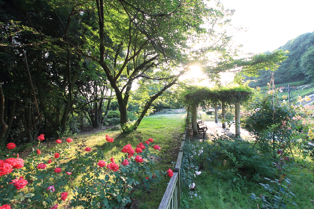 薔薇園の午後