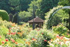 Good Mornig♪
