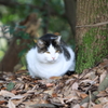 冬猫
