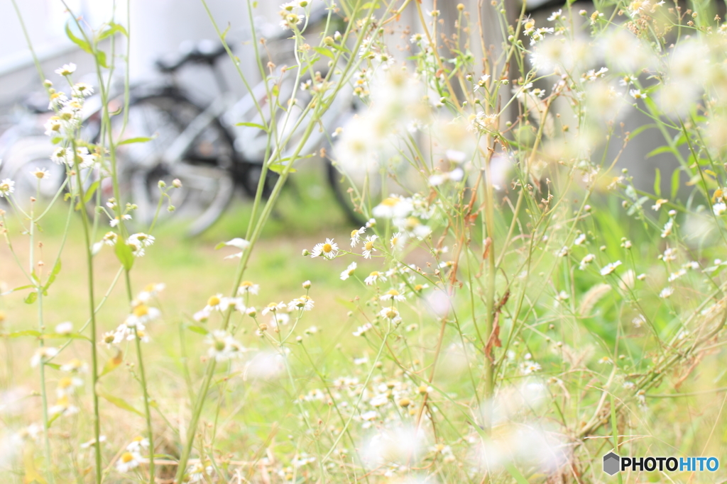 自転車置き場