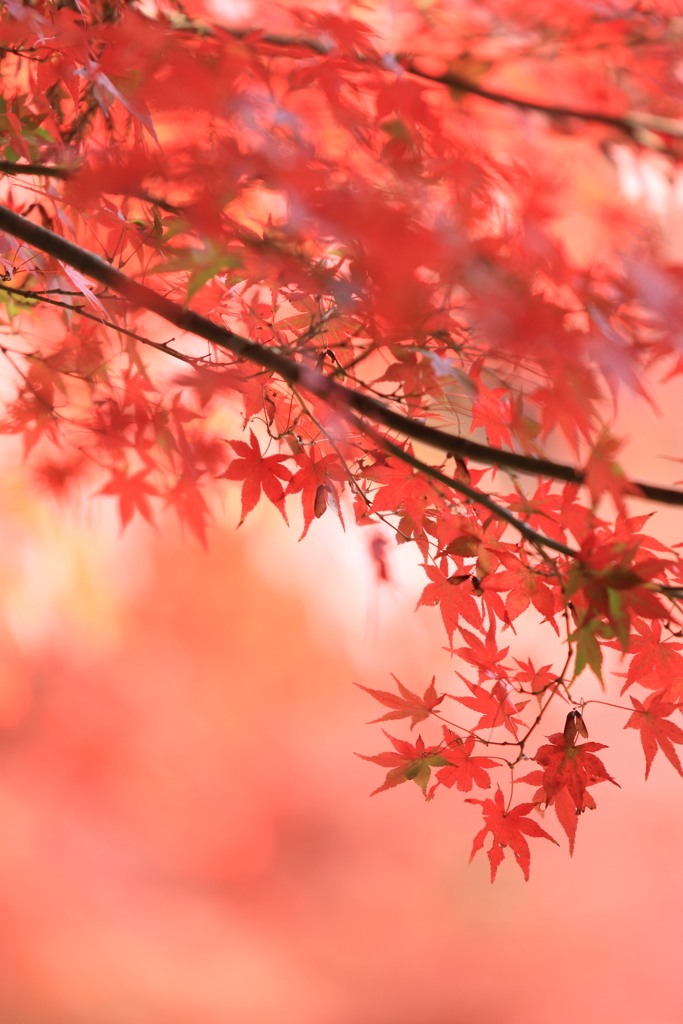 吉水の江戸紅葉