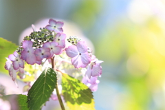 陽だまり紫陽花