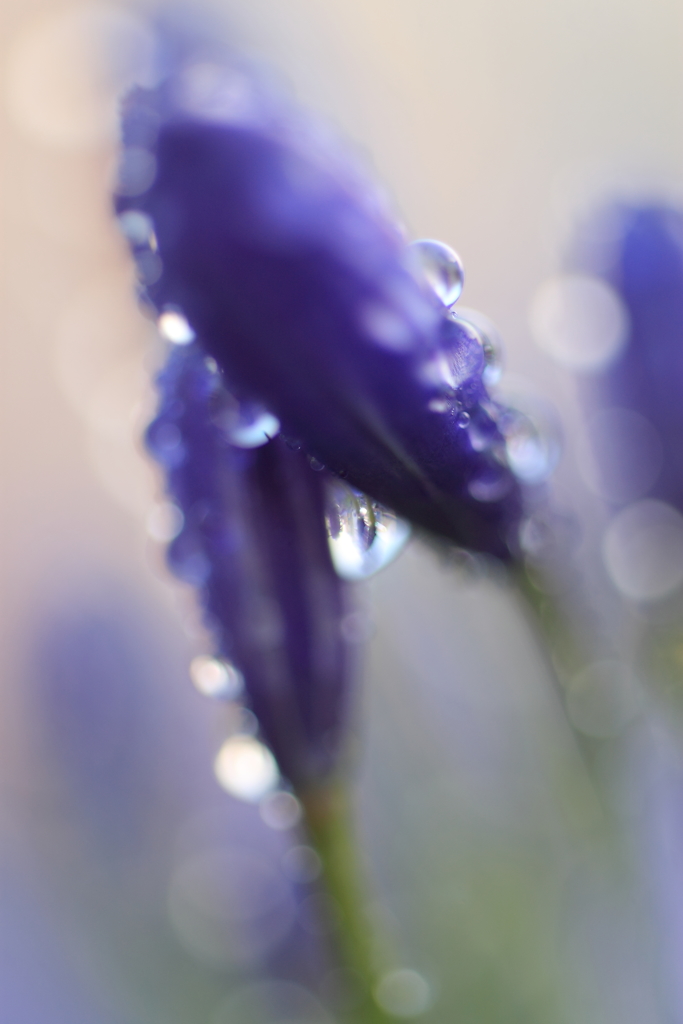 蕾のしずく