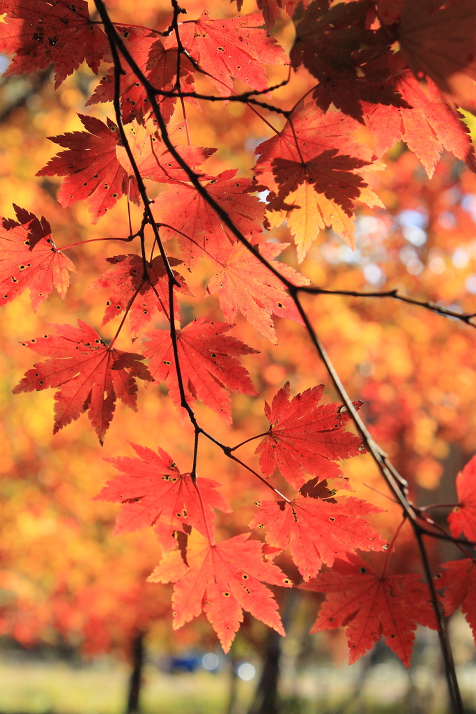 紅葉の季節