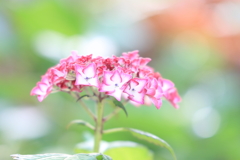 紫陽花のメロディー♪