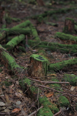 苔の♡