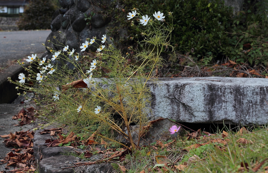 晩秋の秋桜