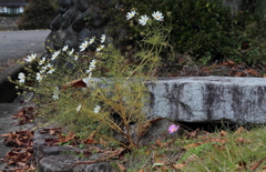 晩秋の秋桜