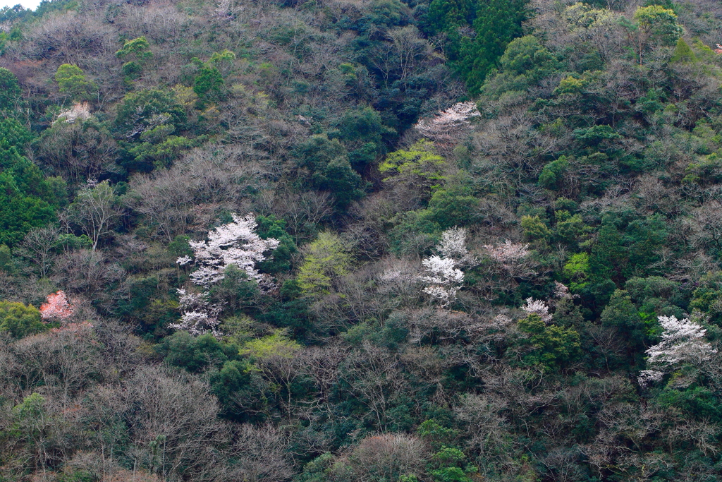 山桜てんてん