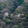 山桜てんてん