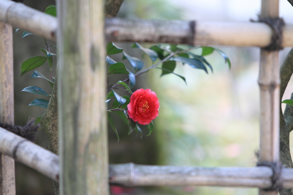 山茶花の垣根