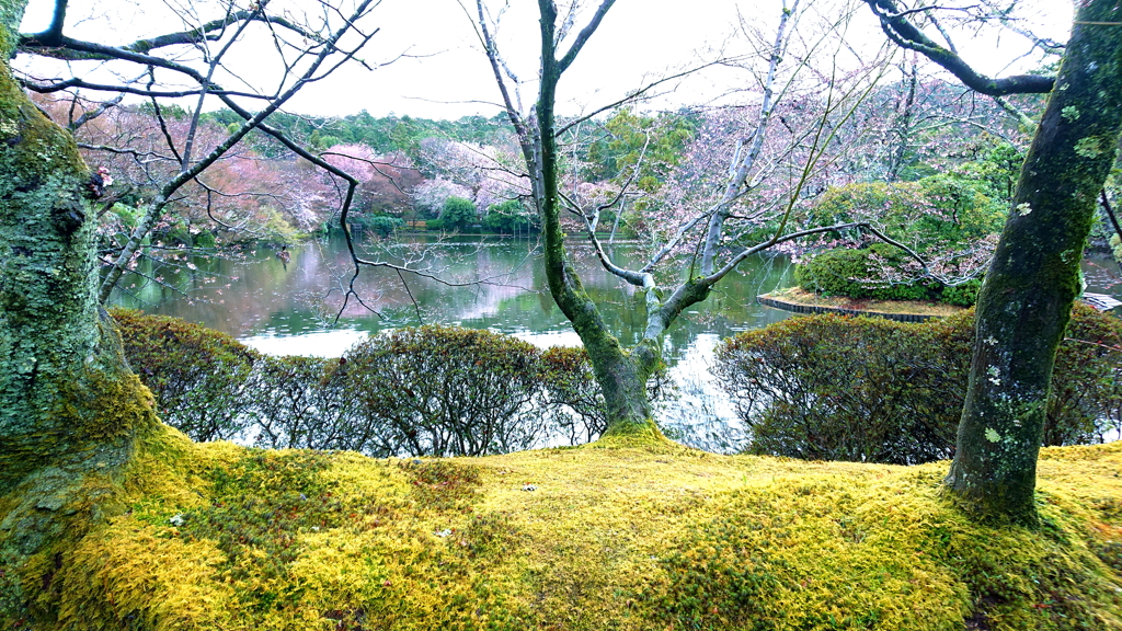 桜めぐり