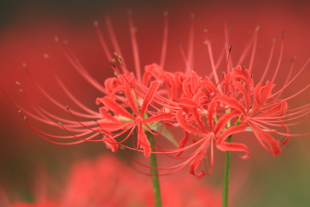 炎の花 By らむりん Id 写真共有サイト Photohito