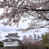 隅櫓の春