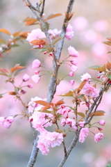 八重桜