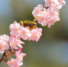 花のベッド