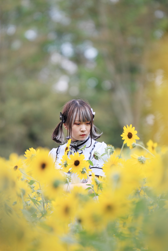ひまわり姫