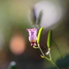 花影