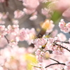 花の中