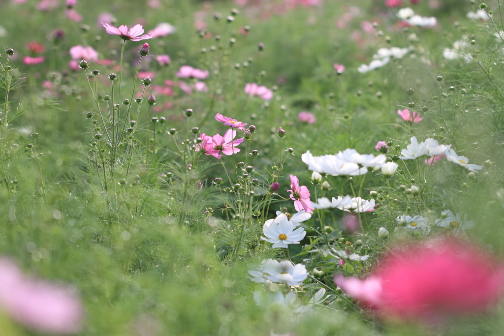 秋桜