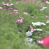 秋桜