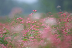 秋雨の風景