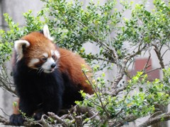 レッサーパンダ